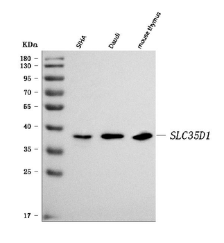 Anti-SLC35D1 Antibody