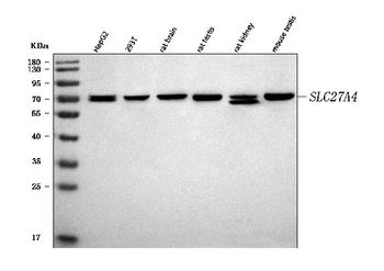 Anti-FATP4/SLC27A4 Antibody