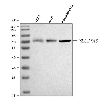 Anti-FATP3/SLC27A3 Antibody
