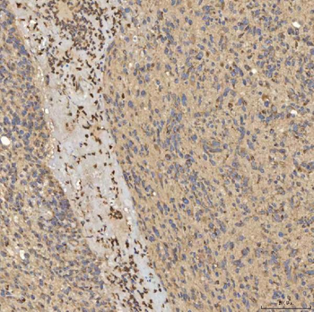 Anti-SLC25A24 Antibody