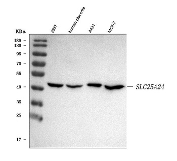 SLC25A24 Antibody