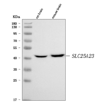 Anti-SLC25A23 Antibody