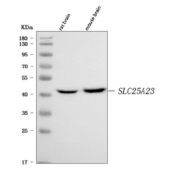 SLC25A23 Antibody