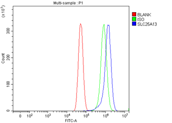 Anti-Citrin/SLC25A13 Antibody
