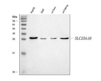 Anti-Mitochondrial dicarboxylate carrier/SLC25A10 Antibody