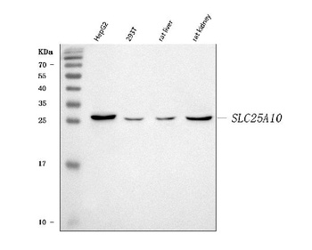 Mitochondrial dicarboxylate carrier/SLC25A10 Antibody
