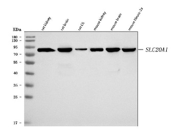 SLC20A1 Antibody