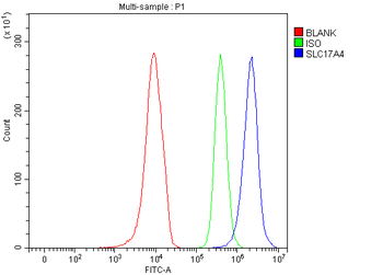 SLC17A4 Antibody