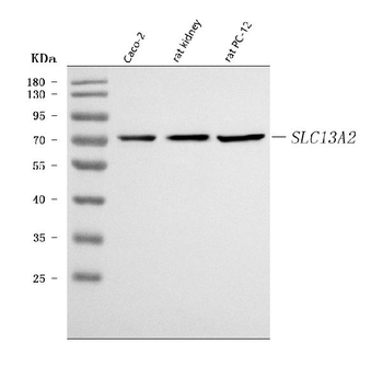 NaDC-1/SLC13A2 Antibody