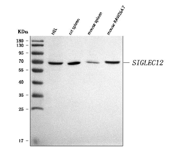 Anti-SIGLEC12 Antibody