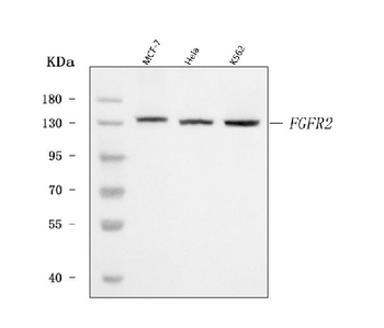 FGFR2 Antibody