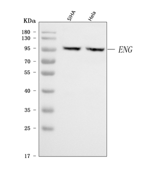 Anti-CD105/ENG Antibody