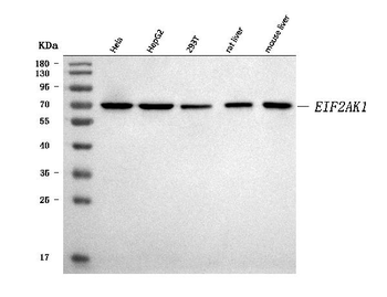 Anti-EIF2AK1 Antibody