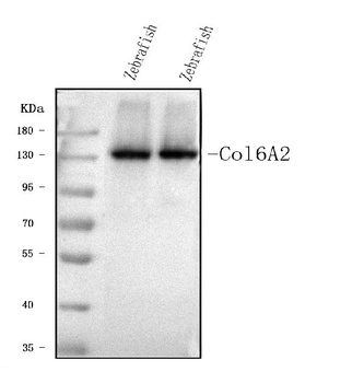 col6a2 Antibody
