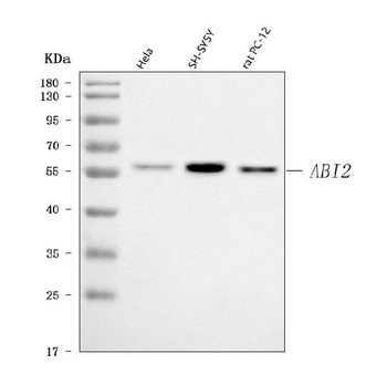 ABI2 Antibody