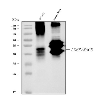 RAGE/AGER Antibody (monoclonal, 5C6C1)
