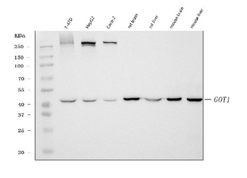 Aspartate Aminotransferase/GOT1 Antibody (monoclonal, 6B3B4)