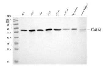 KLHL12 Antibody (monoclonal, 2G11D1)