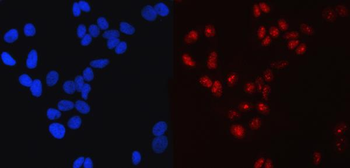 Anti-SP1 Antibody (monoclonal, 3C4C3)