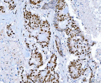 Anti-SP1 Antibody (monoclonal, 3C4C3)