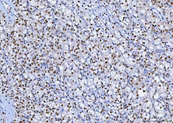 Anti-SP1 Antibody (monoclonal, 3C4C3)