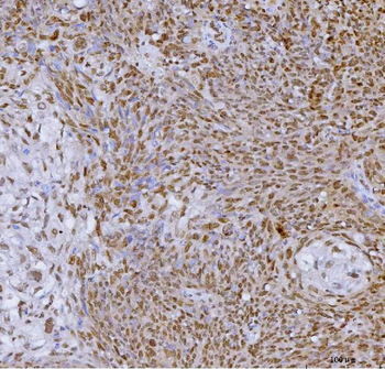Anti-SP1 Antibody (monoclonal, 3C4C3)