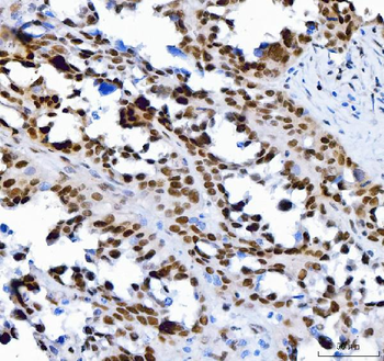 Anti-SP1 Antibody (monoclonal, 3C4C3)