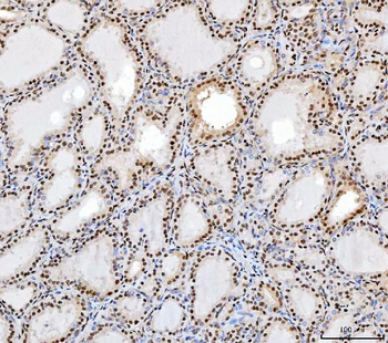Anti-SP1 Antibody (monoclonal, 3C4C3)