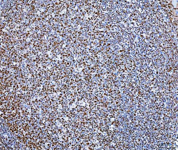 Anti-SP1 Antibody (monoclonal, 3C4C3)