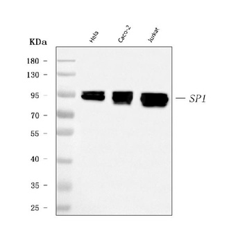 SP1 Antibody (monoclonal, 3C4C3)