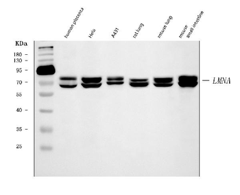 Anti-Lamin A+C/LMNA Antibody (monoclonal, 5F3C12)