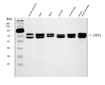 Lamin A+C/LMNA Antibody (monoclonal, 5F3C12)