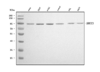 Anti-XRCC1 Antibody (monoclonal, 10E10)
