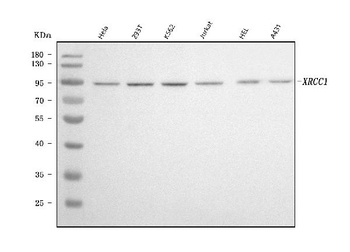 XRCC1 Antibody (monoclonal, 10E10)