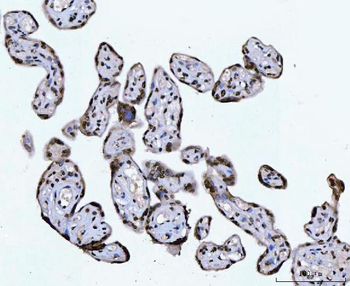 Anti-CTBP2 Antibody (monoclonal, 7F3E1)