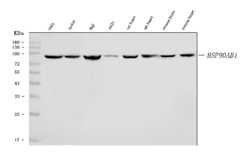 Anti-Hsp90 beta/HSP90AB1 Antibody (monoclonal, 7B7F5)