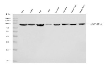 Hsp90 beta/HSP90AB1 Antibody (monoclonal, 7B7F5)