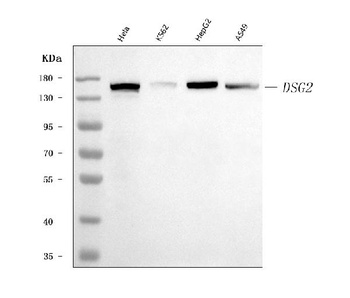 Desmoglein 2/DSG2 Antibody (monoclonal, 2B4D1)