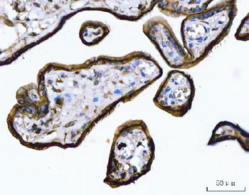 Anti-Annexin A1/ANXA1 Antibody (monoclonal, 6B7F8)