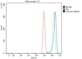 Anti-Golgin 97/GOLGA1 Antibody (monoclonal, 8E4H1)