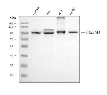 Anti-Golgin 97/GOLGA1 Antibody (monoclonal, 8E4H1)