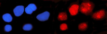 Anti-IFI16 Antibody (monoclonal, 2I3D7)