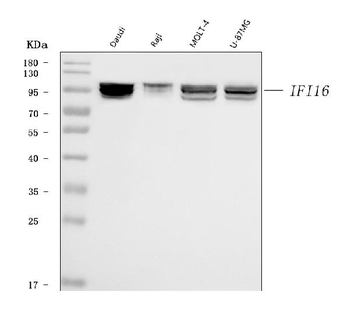 Anti-IFI16 Antibody (monoclonal, 2I3D7)