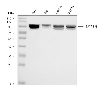 IFI16 Antibody (monoclonal, 2I3D7)