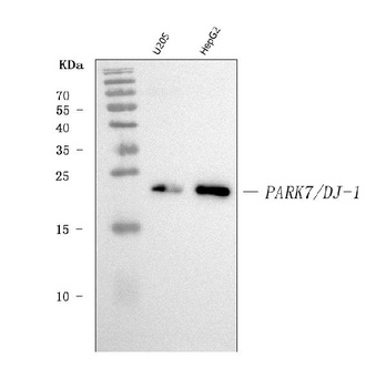 PARK7/DJ1 Antibody (monoclonal, 4B10)