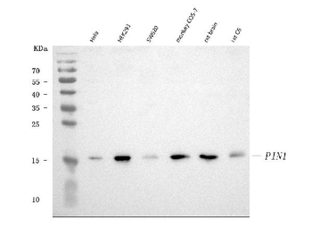 Anti-Pin1 Antibody (monoclonal, 5E5)