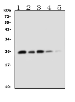 TNF alpha Antibody
