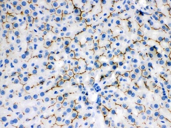 Goat Anti-Rabbit IgG (H+L) Secondary Antibody, Biotin Conjugated