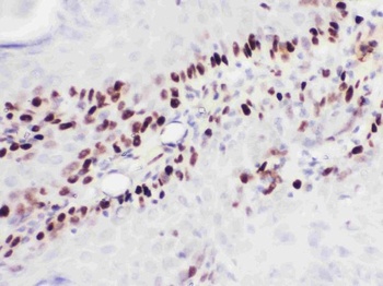 Goat Anti-Mouse IgG (H+L) Secondary Antibody, Biotin Conjugated