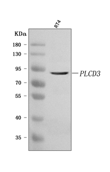 PLCD3 Antibody